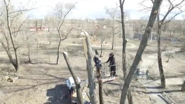 Опиловка старых деревьев смотреть онлайн