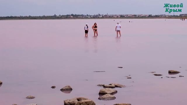 Сакское лечебное розовое озеро смотреть онлайн