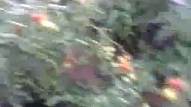 Тольятти Жигулёвский помидор гигант 2 смотреть онлайн