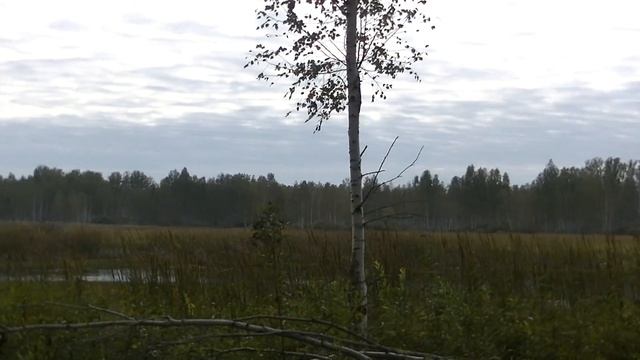 Кряканье на болоте. Алтай-2017