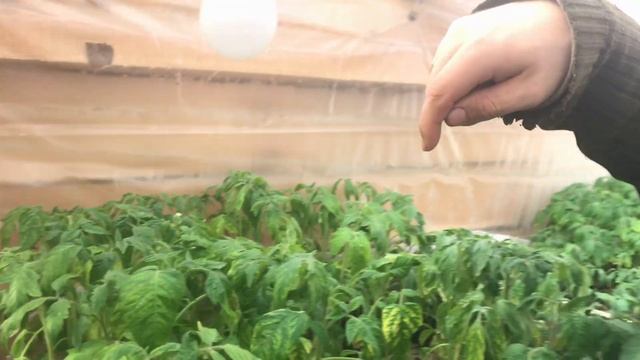 Как правильно посадить саженцы сливы и персика! Аллея мечты! Деревенский спорт. Клещи атакуют! смотреть онлайн