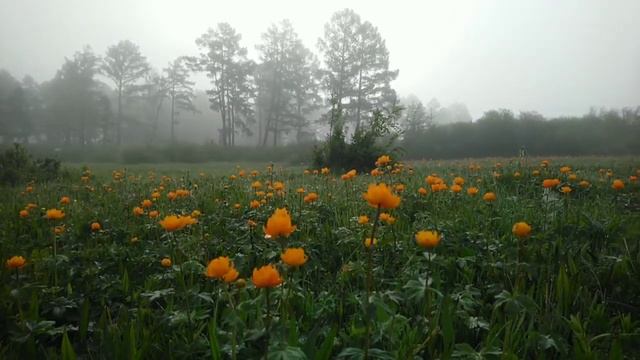 12 июня 2022 г. Утро, туман, коровки в цветущем поле. смотреть онлайн