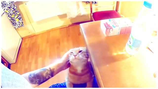 МОИ ВОЛОСЫ. ПОПЫТКА Смыть Краску С Волос! Часть 2 / owl felix смотреть онлайн