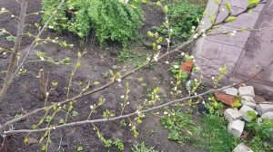 Как заставить плодоносить сливу