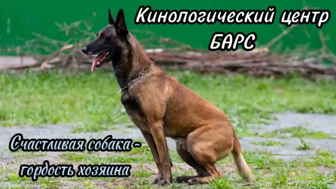 Дрессировка собак Новосибирск. Кинологический центр БАРС. Выступления выпускников 2 октября 2022. смотреть онлайн