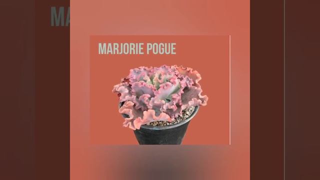 50 Suculentas con Nombres (Echeveria, Sedum y Agavoides) #plants #garden #exotic #tips #succulents смотреть онлайн