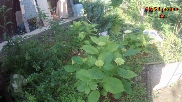 Гортензии разных сортов цветут одним цветом. Чем подкислить почву? смотреть онлайн