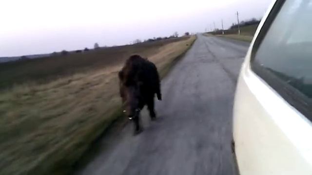 Дикий кабан спринтер,скорость 40км/час смотреть онлайн