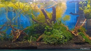 Микрорасбора галактика в аквариуме. Содержание и уход