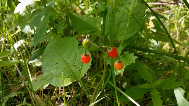 В КОПИЛКУ ПОЛОЖИ И СЕГОДНЯ ДЕНЕЖКИ ! (День 5) смотреть онлайн
