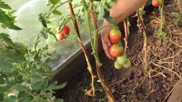 Неприхотливые сорта тепличных томатов, которые порадовали в этом году! смотреть онлайн