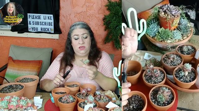 Potting up rare Korean succulent haul 2019 PT.1 смотреть онлайн