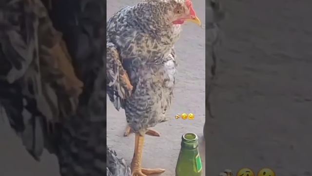 Шарики за ролики