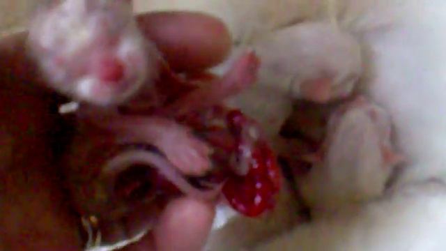 Ragdoll nursery.mp4 смотреть онлайн
