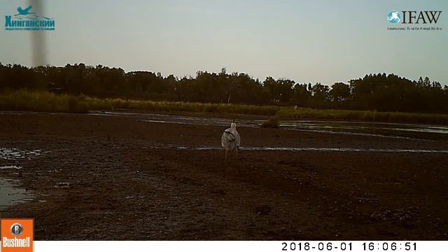 Серая цапля охотится на ондатру смотреть онлайн