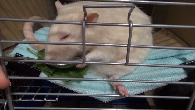 Смешной Йохан! Еще одна идея для крысиного гамака! Крыса ест шпинат! Декоративные крысы смотреть онлайн