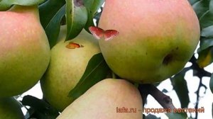 Груша плодовая Мраморная (mramornaia) ? обзор: как сажать, саженцы, крупномеры груши Мраморная