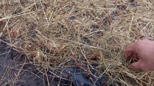 Черенкование кустарников тремя способами. Спирея, дерен.