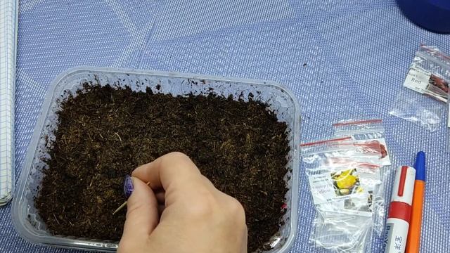Первые посевы в новом сезоне! Сею бегонию ампельную. Без секретов и тонкостей!!! смотреть онлайн