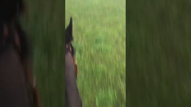 Съездили в поле! Я как всегда на Фантике ♥️ #horse #конныйспорт #лошади #хочуврек #рекомендации#пол смотреть онлайн