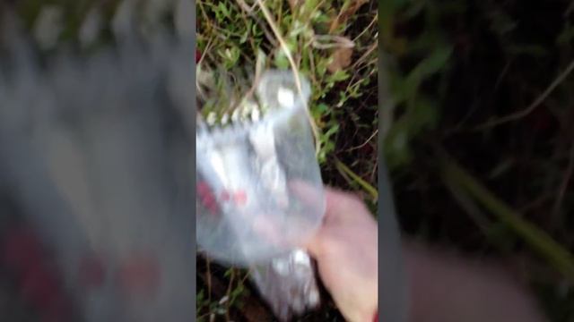 Сбор клюквы комбайном смотреть онлайн