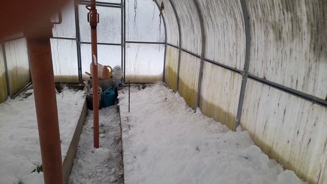 Зимний сад и цветущий ЦЕСТРУМ смотреть онлайн