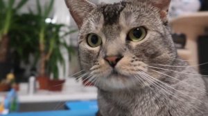 КОТ КЕВИН ПОДАРИЛ ВСЕМ ПОДАРКИ