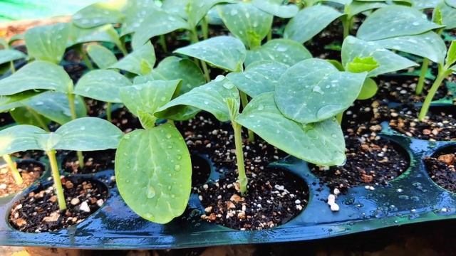 IFFCO के तरल कन्सार्टिया के इस्तेमाल का सबसे Best तरीका | Liquid Consortia NPK | iffco npk | NPK смотреть онлайн