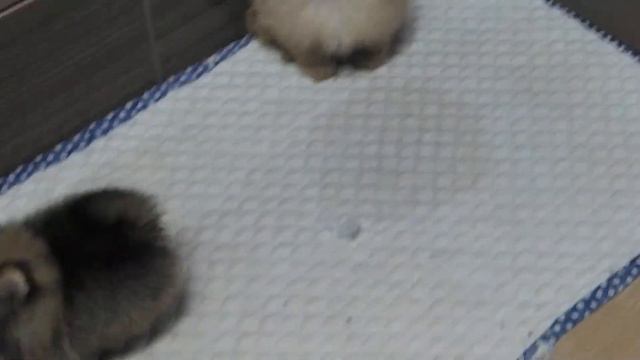 Щенки померанский мини мишка смотреть онлайн
