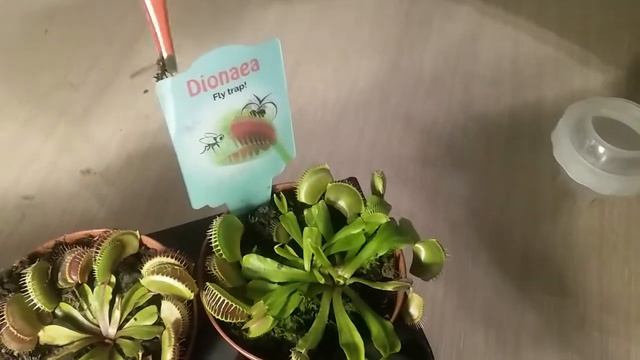 Бешаная оса смотреть онлайн