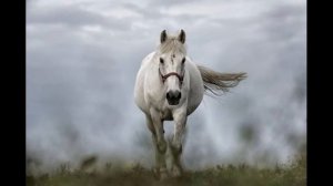 Тушда от курса нима булади | tushda ot korsa nima bo'ladi