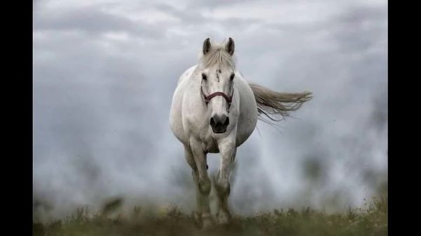 Тушда от курса нима булади | tushda ot korsa nima bo'ladi