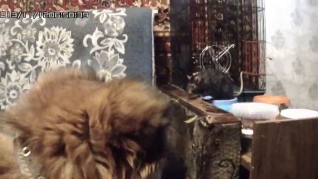 Крыса пугает кота смотреть онлайн
