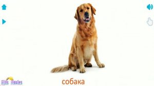 ЗВУКИ ЖИВОТНЫХ для самых маленьких - развивающие мультики для детей - как говорят животные