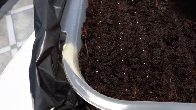 Посев петунии Минибелло F1, Калиффо F1, Джолли F1