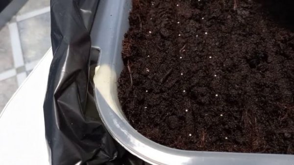 Посев петунии Минибелло F1, Калиффо F1, Джолли F1