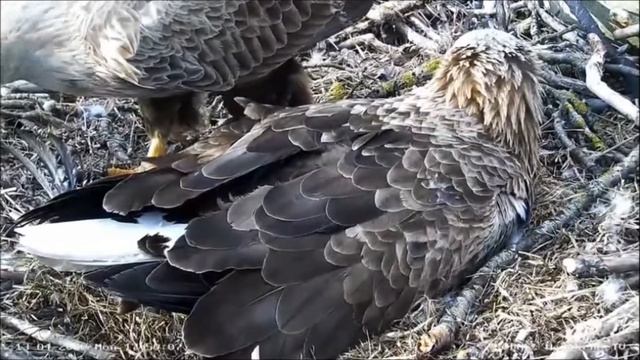 Орлан Дания 13042020 смена2 смотреть онлайн