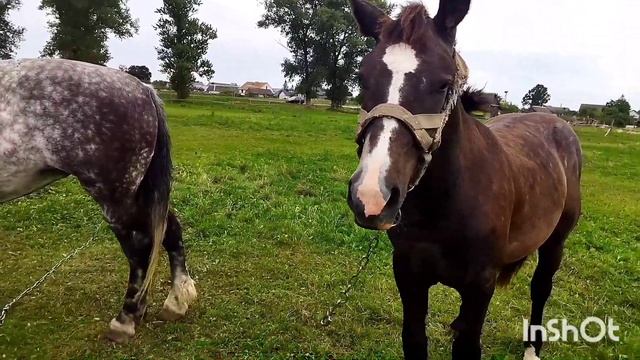 ЛОШАДИ НА ПРОДАЖУ/ПРОДАЕМ ЖЕРЕБЧИКА ОРЛИКА смотреть онлайн