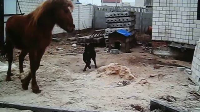 хороший конь смотреть онлайн