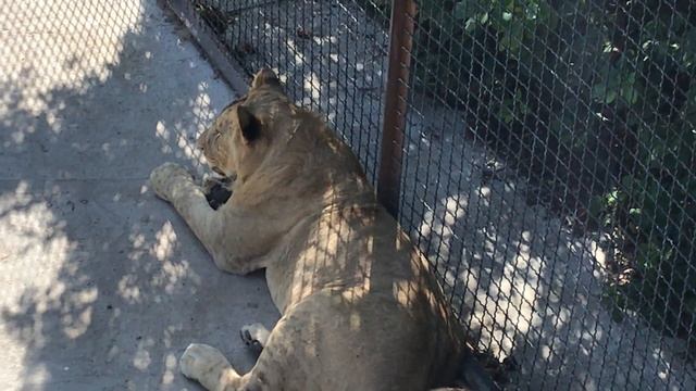 Молодые тигры! Тайган. Young Tigers. Taigan. Crimea. Safari Park.