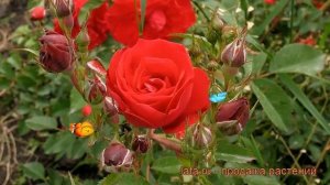 Роза канадская парковая Аделаида Худлес ? обзор: как сажать, саженцы розы Аделаида Худлес