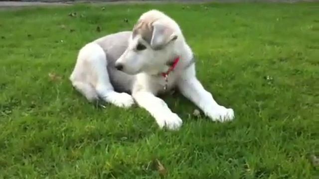 Northern Inuit puppy Honiahaka Kaskae Ashkii - Kas !! смотреть онлайн