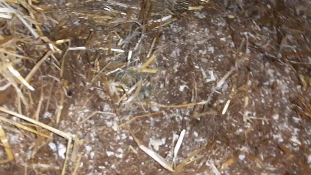 ОТОПЛЕНИЕ СВИНАРНИКА. ТЕМПЕРАТУРА ГЛУБОКОЙ ПОДСТИЛКИ. смотреть онлайн