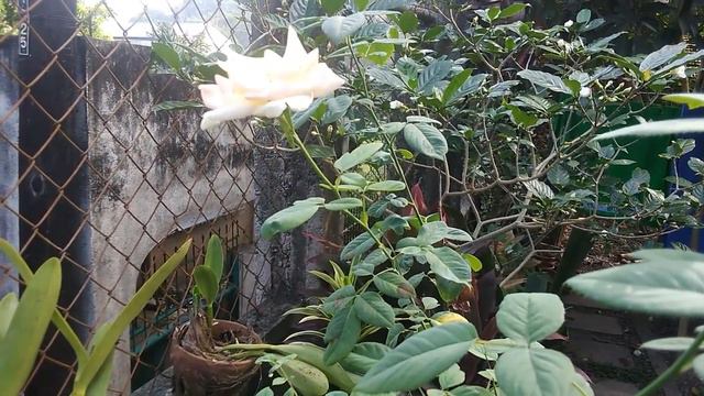 YELLOW ROSE FLOWER BECAME WHITE  AFTER 2 DAYS ( MAGIC ROSE)
