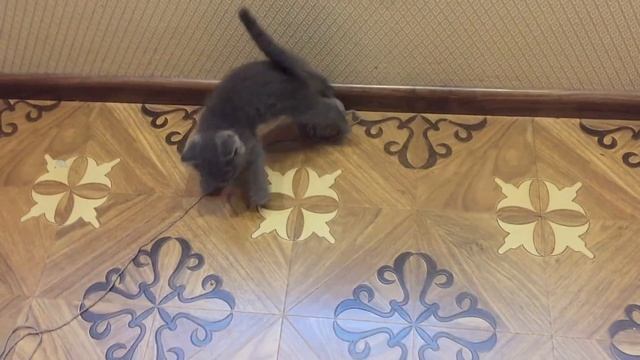 ПОПОЛНЕНИЕ В СЕМЬЕ МОЯ РАДОСТЬ смотреть онлайн