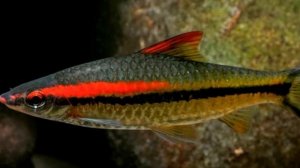 БАРБУС ДЕНИСОНИ. СОДЕРЖАНИЕ И РАЗВЕДЕНИЕ В ДОМАШНЕМ АКВАРИУМЕ.