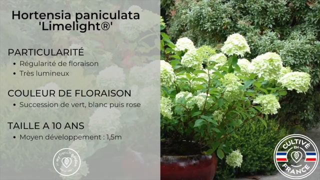Hortensias 'Limelight' смотреть онлайн