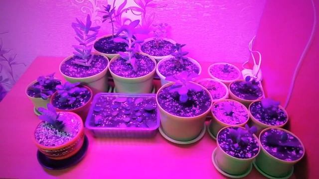 Суккуленты под фитолампой. Комнатные растения. Денежное дерево. Суккуленты. смотреть онлайн