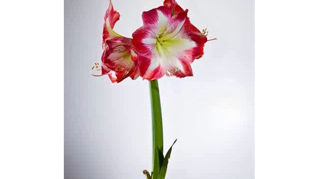Amaryllis southern african bulbs смотреть онлайн