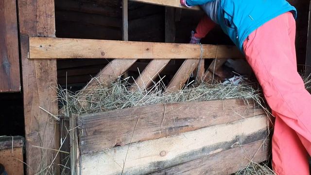 Купила инкубационное яйцо нового бройлера. Мое хозяйство // Юлия Артуровна влог смотреть онлайн